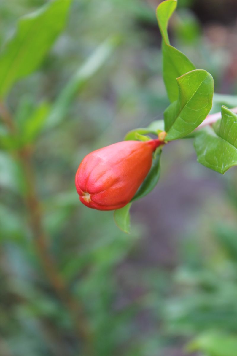 Gefüllt blühender Granatapfel Pleniflora