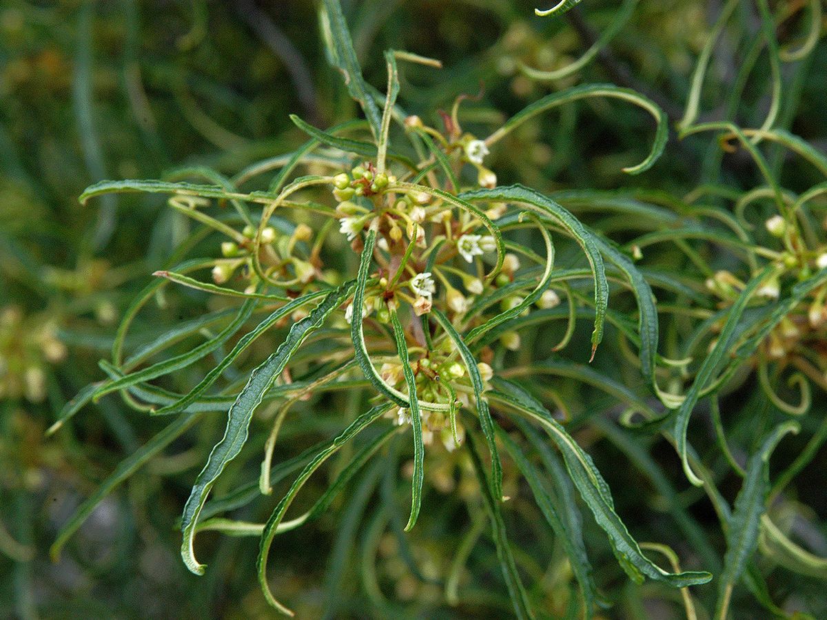 Farnblättriger Faulbaum Aspleniifolia