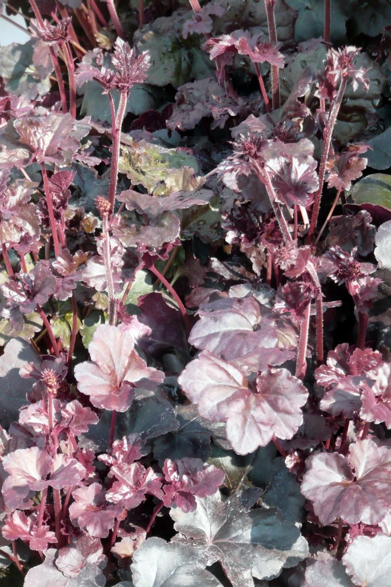 Purpurglöckchen Obsidian® Purpurglöckchen Obsidian®