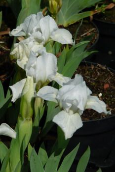 Zwergschwertlilie Lilli White