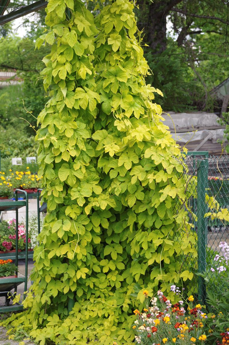 Gelbblättriger Hopfen Aureus