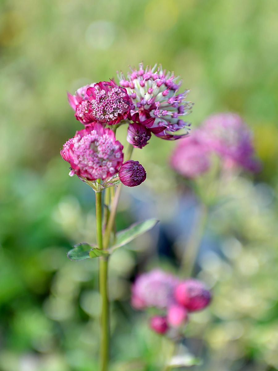 Sterndolde Rubra