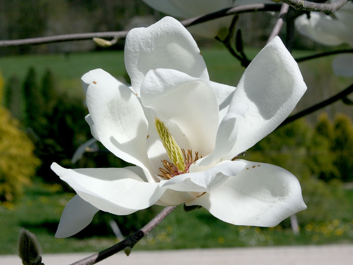Tulpenmagnolie Alba Superba