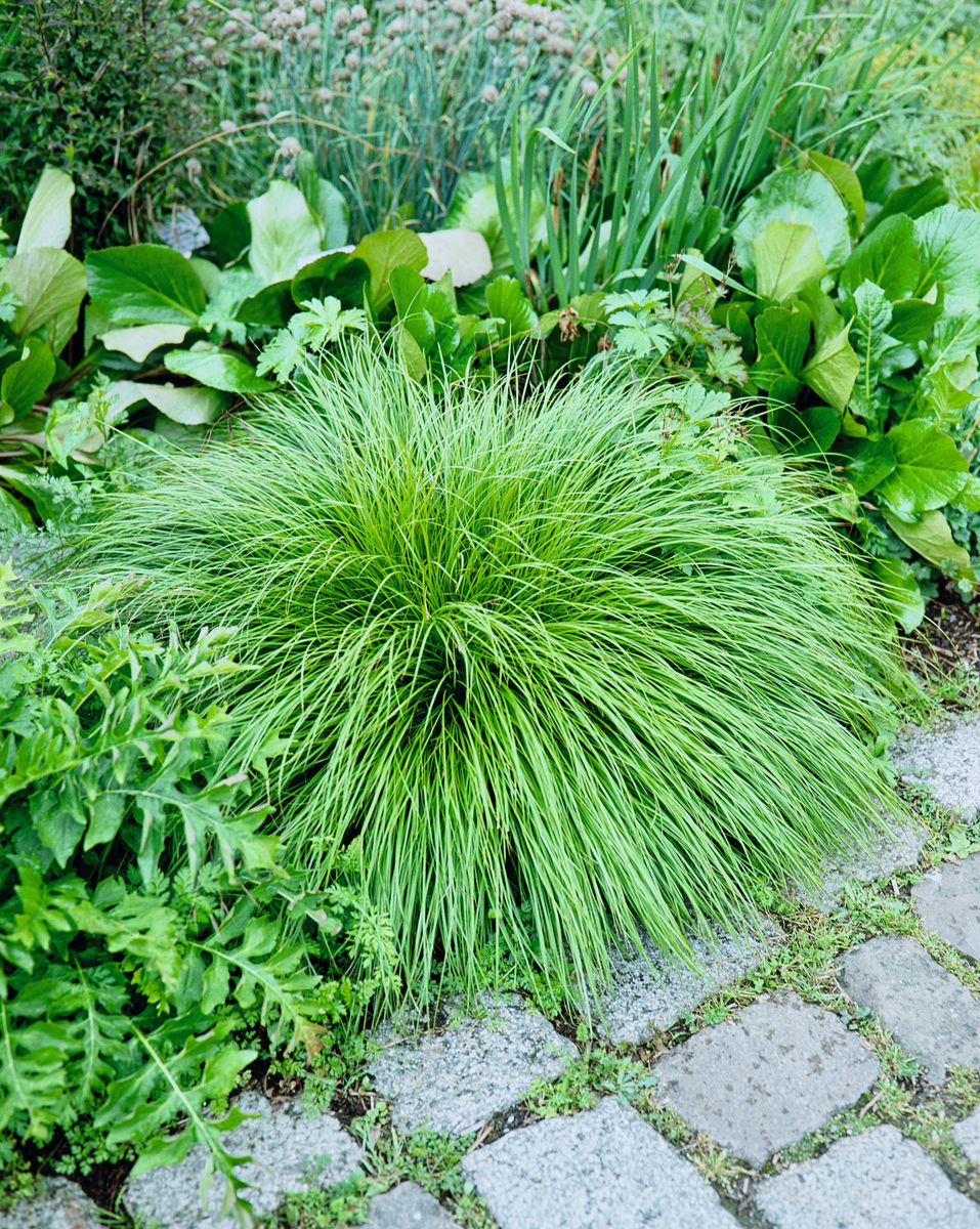 Schattensegge