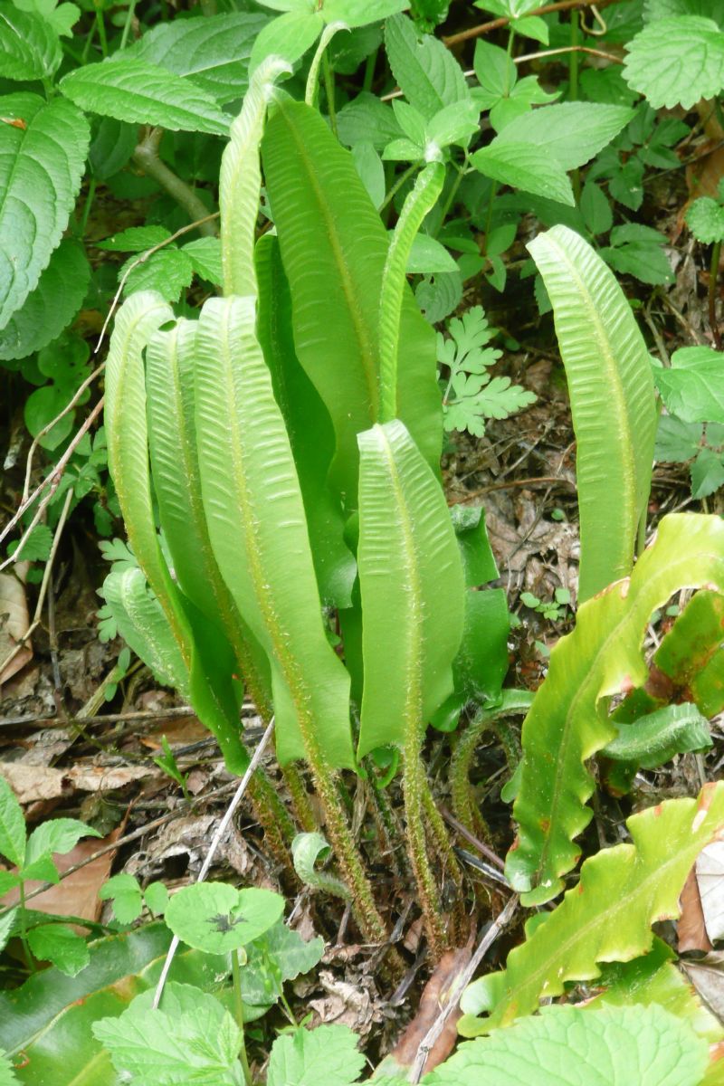 Hirschzungenfarn Hirschzungenfarn