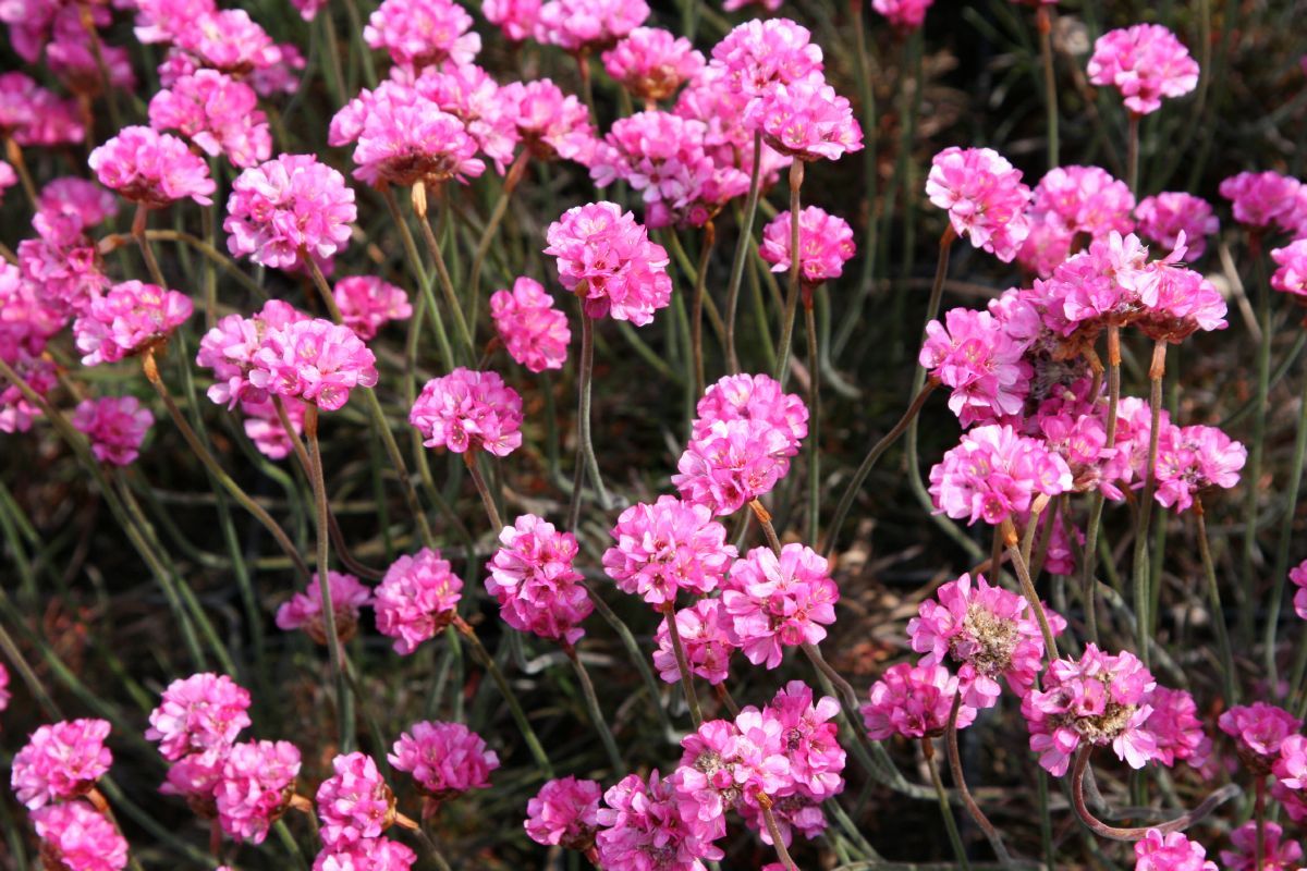 Strandgrasnelke Rubrifolia