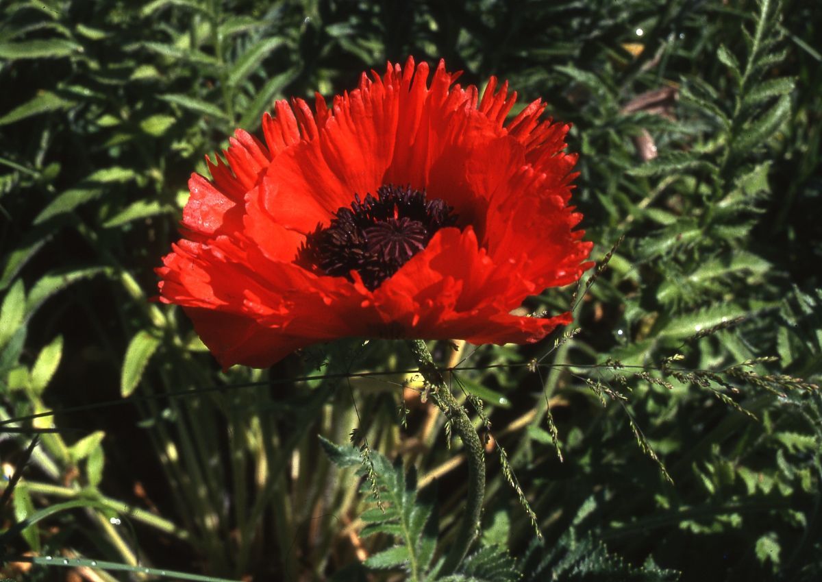 Türkenmohn Türkenlouis