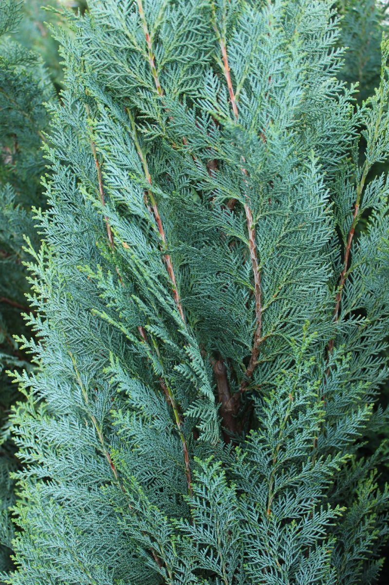 Scheinzypresse Columnaris