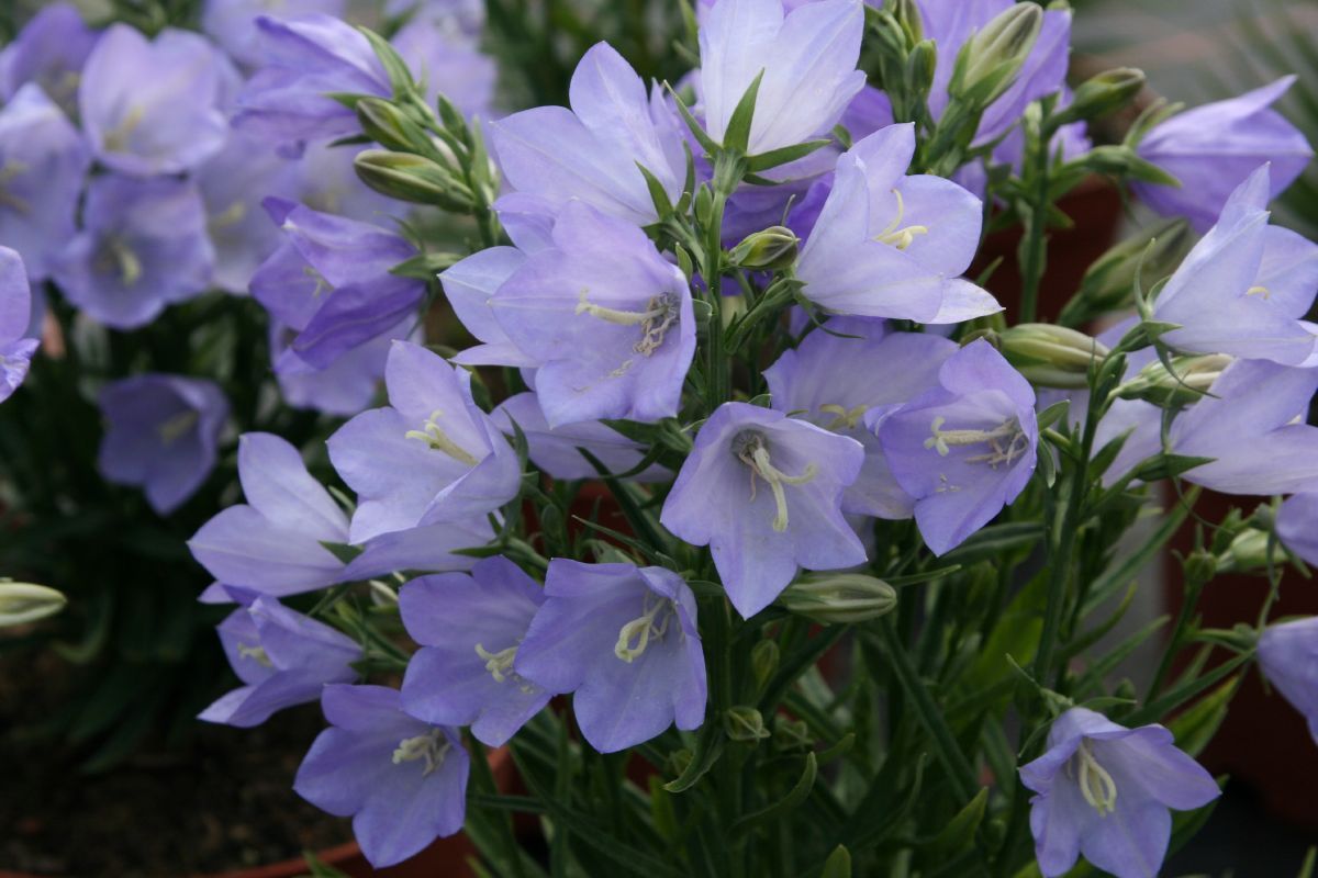 Pfirsichblättige Glockenblume Takion Blue