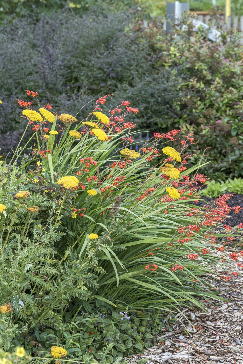 Schafgarbe, Goldgarbe Parker's Variety