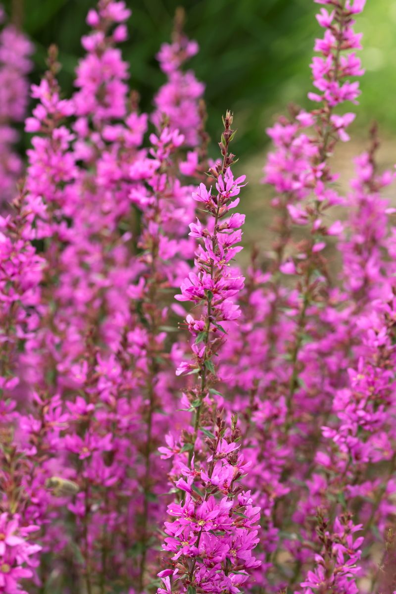 Blutweiderich Dropmore Scarlet