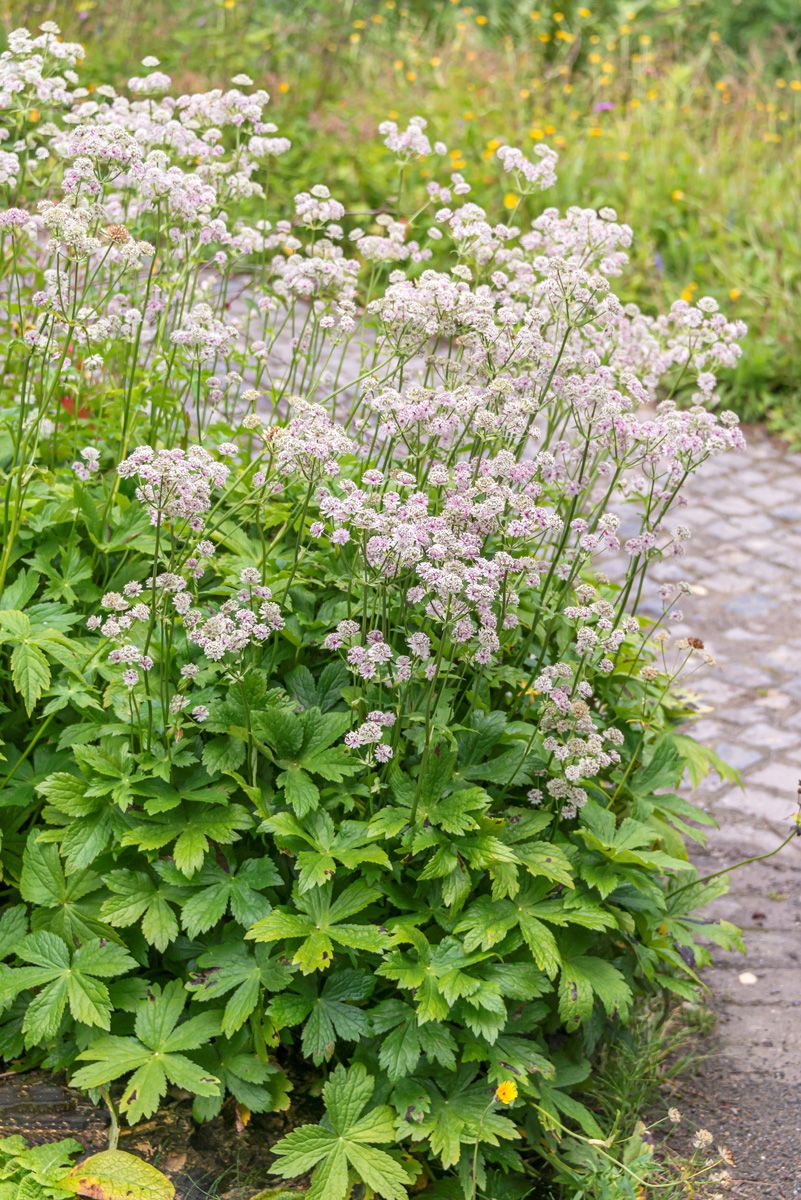 Grosse Sterndolde