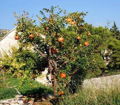 Granatapfel Granatapfel
