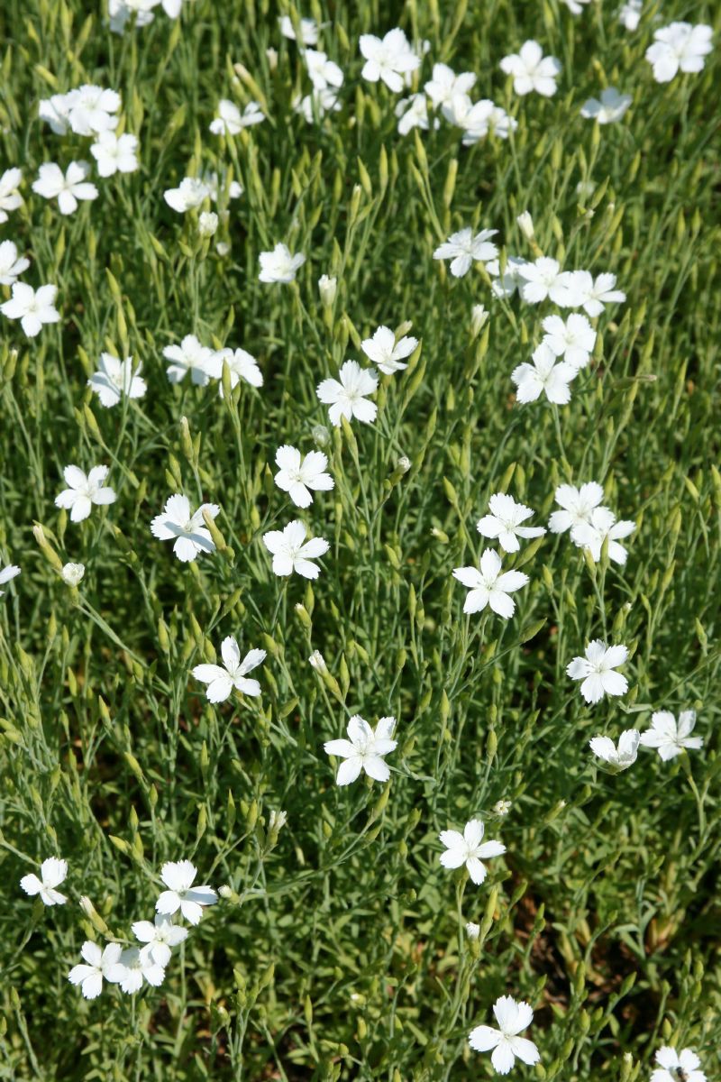 Heidenelke Albiflorus