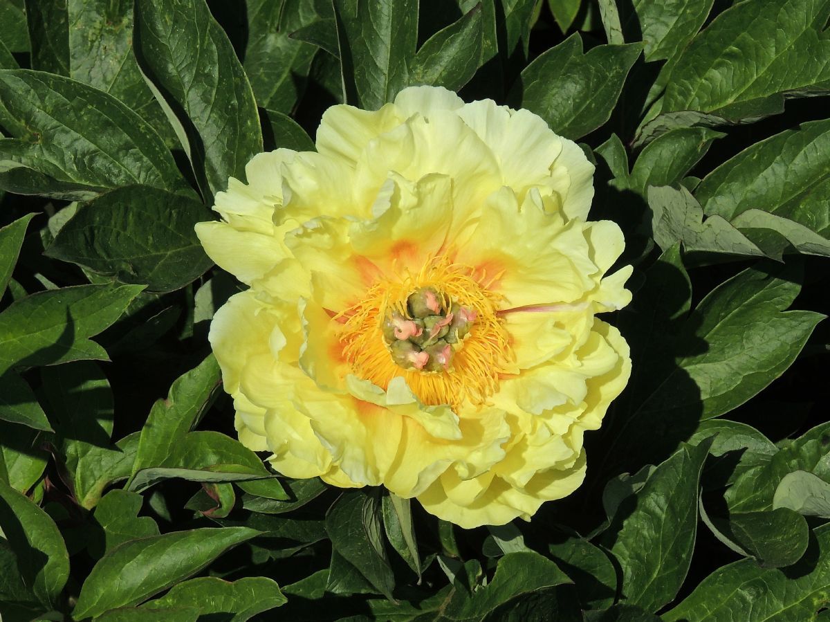 Pfingstrose Itoh-Hybride Garden Treasure