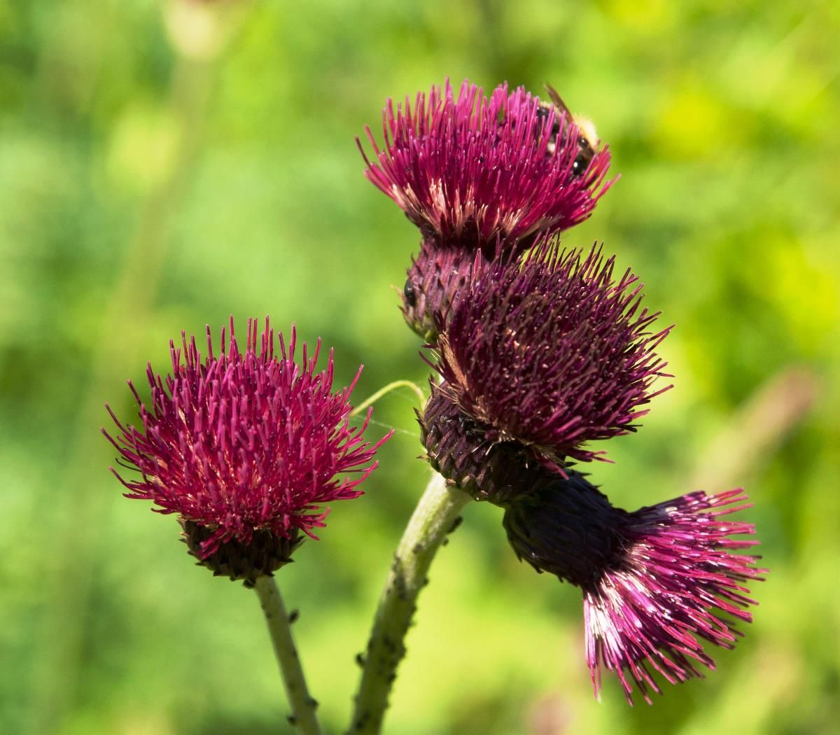 Purpurkratzdistel
