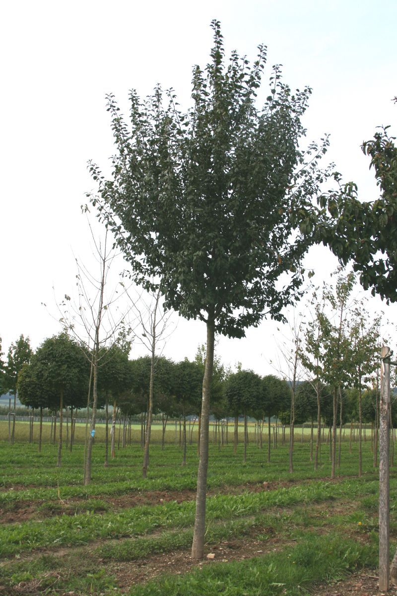 Bühler Frühzwetschge (anspruchslos) Bühler Frühzwetschge (anspruchslos)