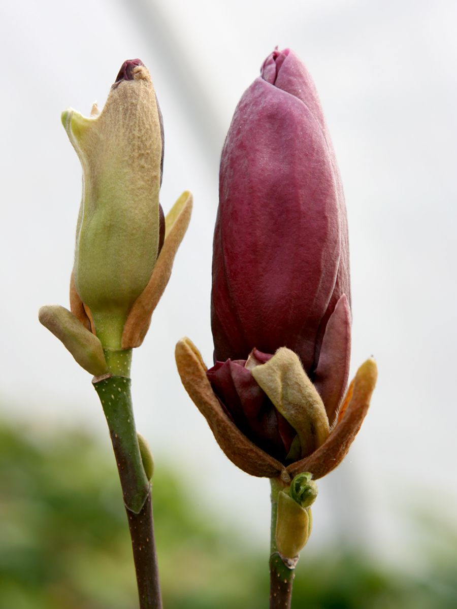 Lilienmagnolie Nigra