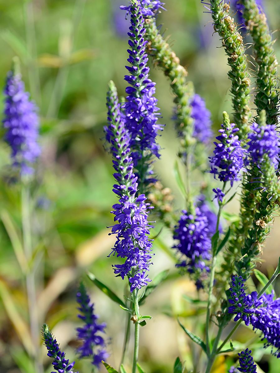 Ähriger Ehrenpreis Blaufuchs Ähriger Ehrenpreis Blaufuchs
