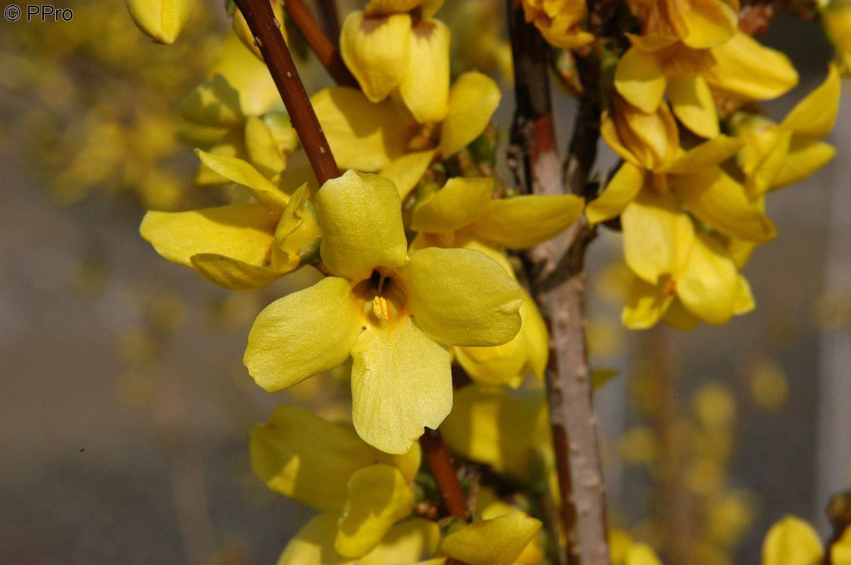 Forsythie Week-End®