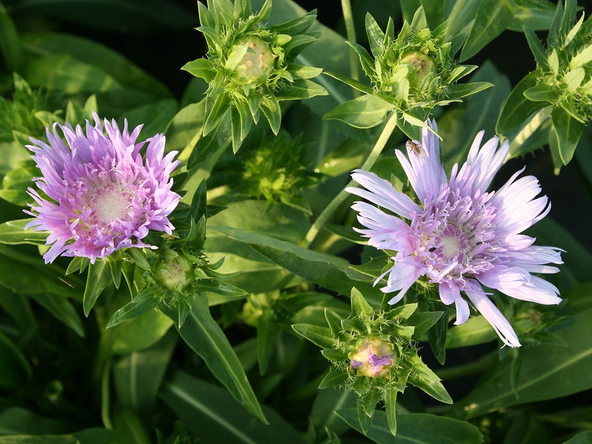 Kornblumenaster