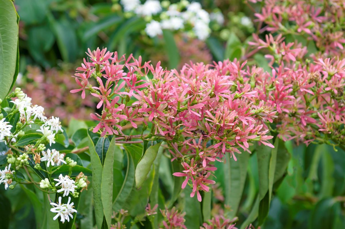 Sieben-Söhne-des-Himmels-Blume Sieben-Söhne-des-Himmels-Blume