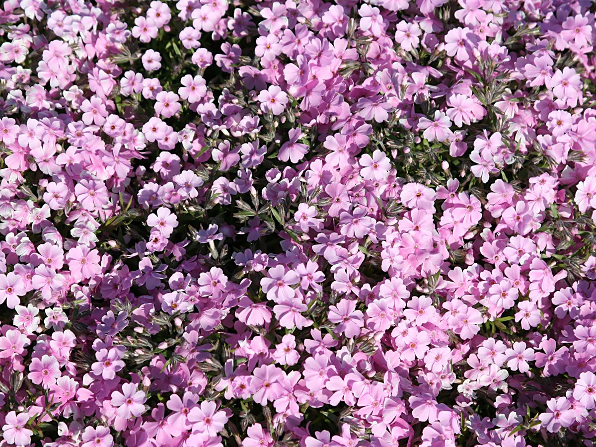 Teppichphlox Ronsdorfer Schöne