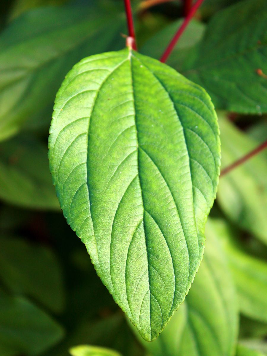 Säckelblume Marie Simon Säckelblume Marie Simon