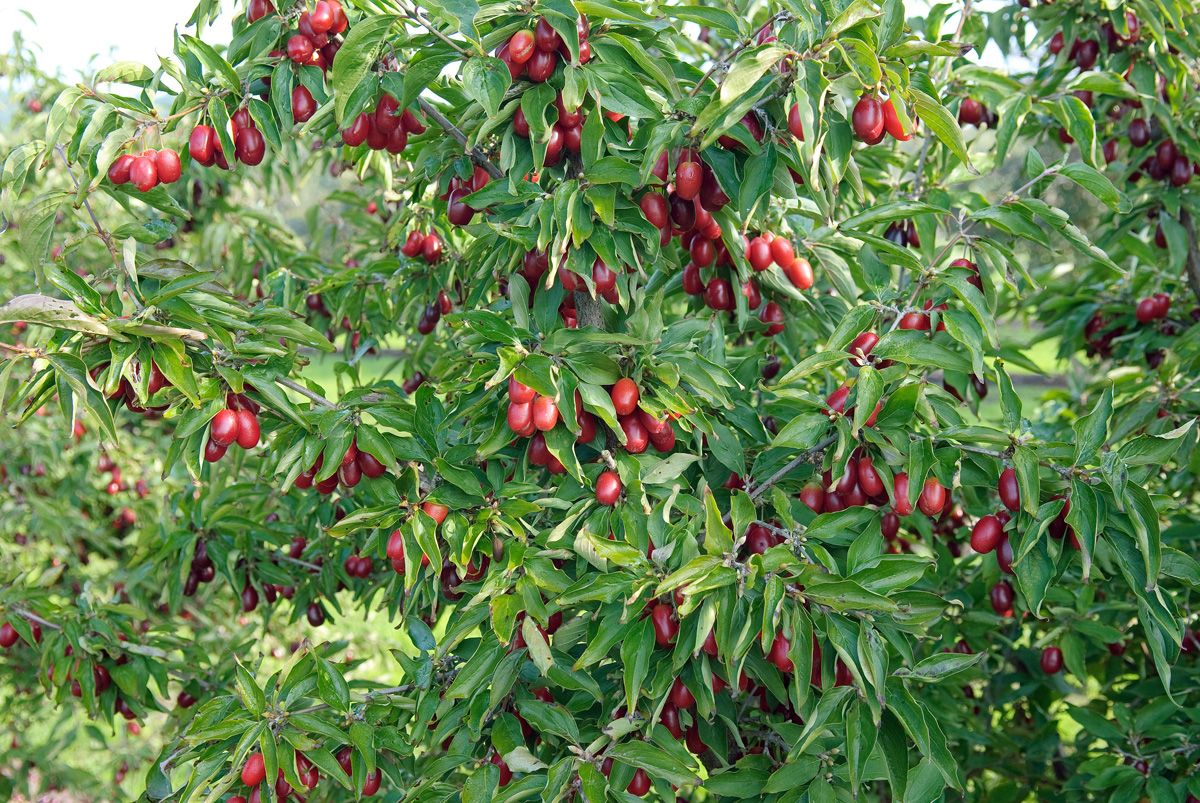 Tierlibaum Jolico