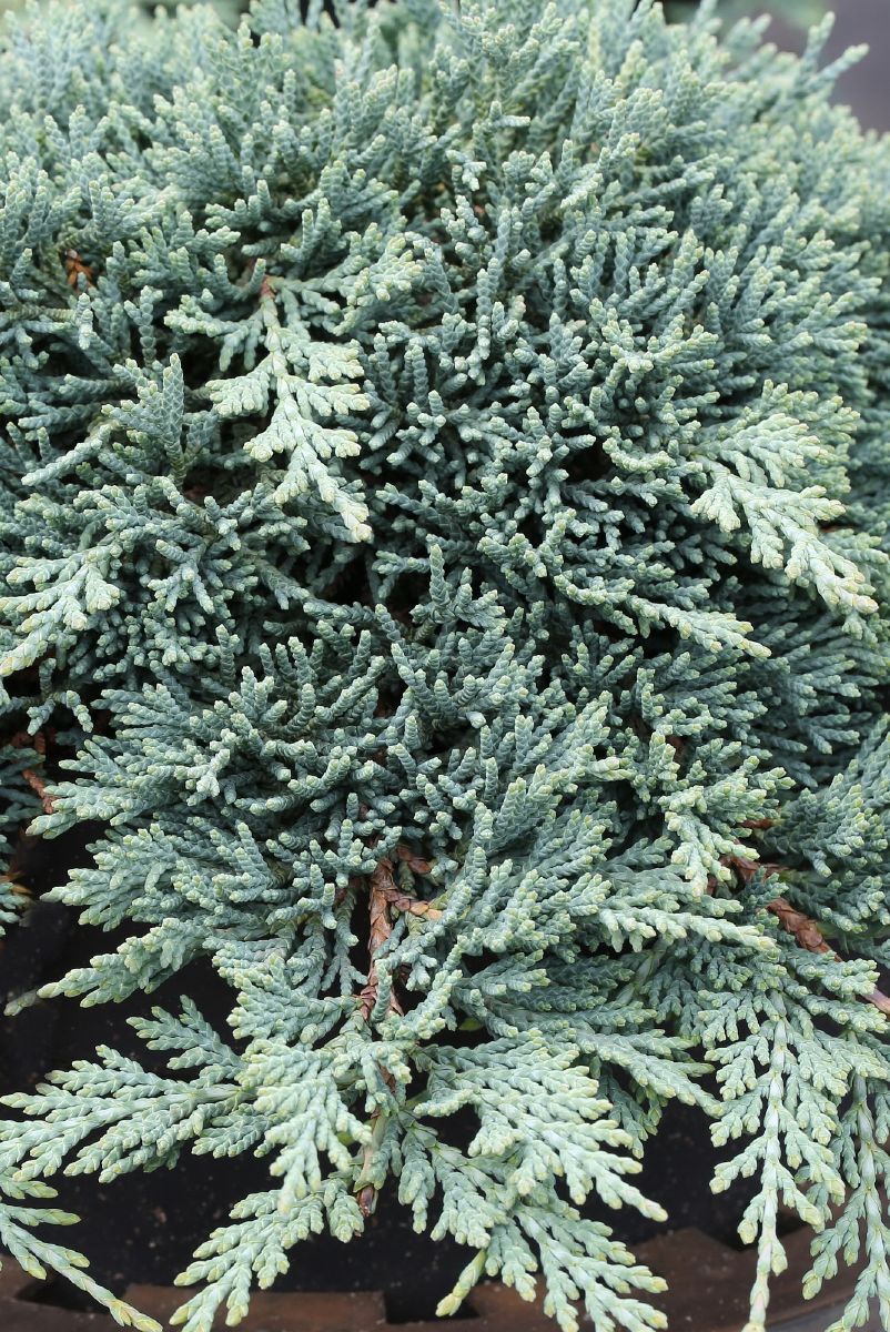 Kriechwacholder Icee Blue Kriechwacholder Icee Blue