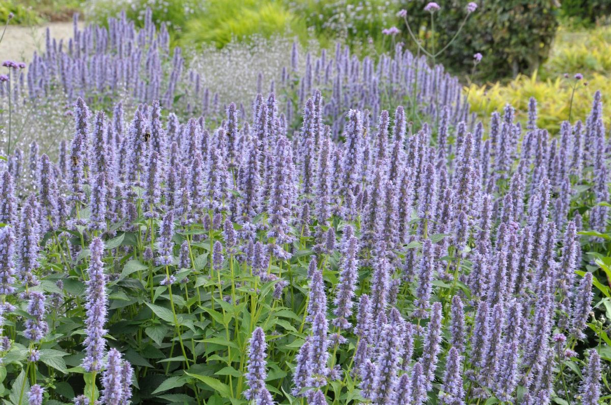 Duftnessel Fortune Duftnessel Fortune