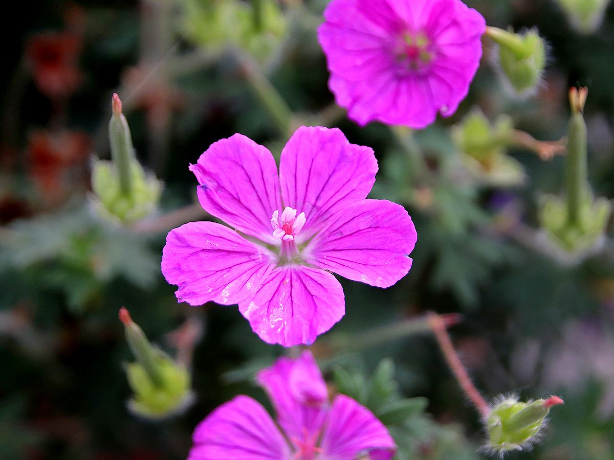 Blutstorchschnabel Fruit d' Fleur