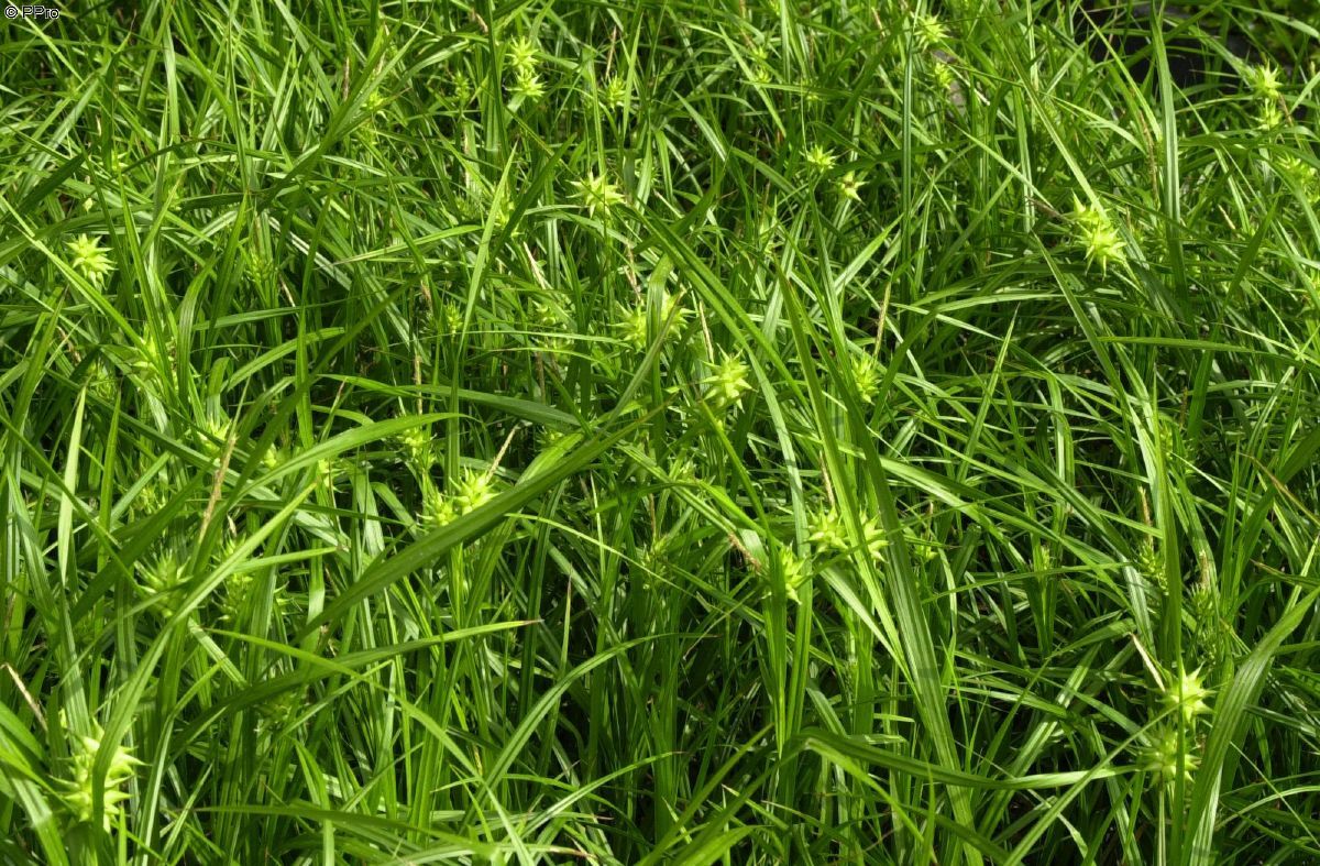 Morgensternsegge Morgensternsegge