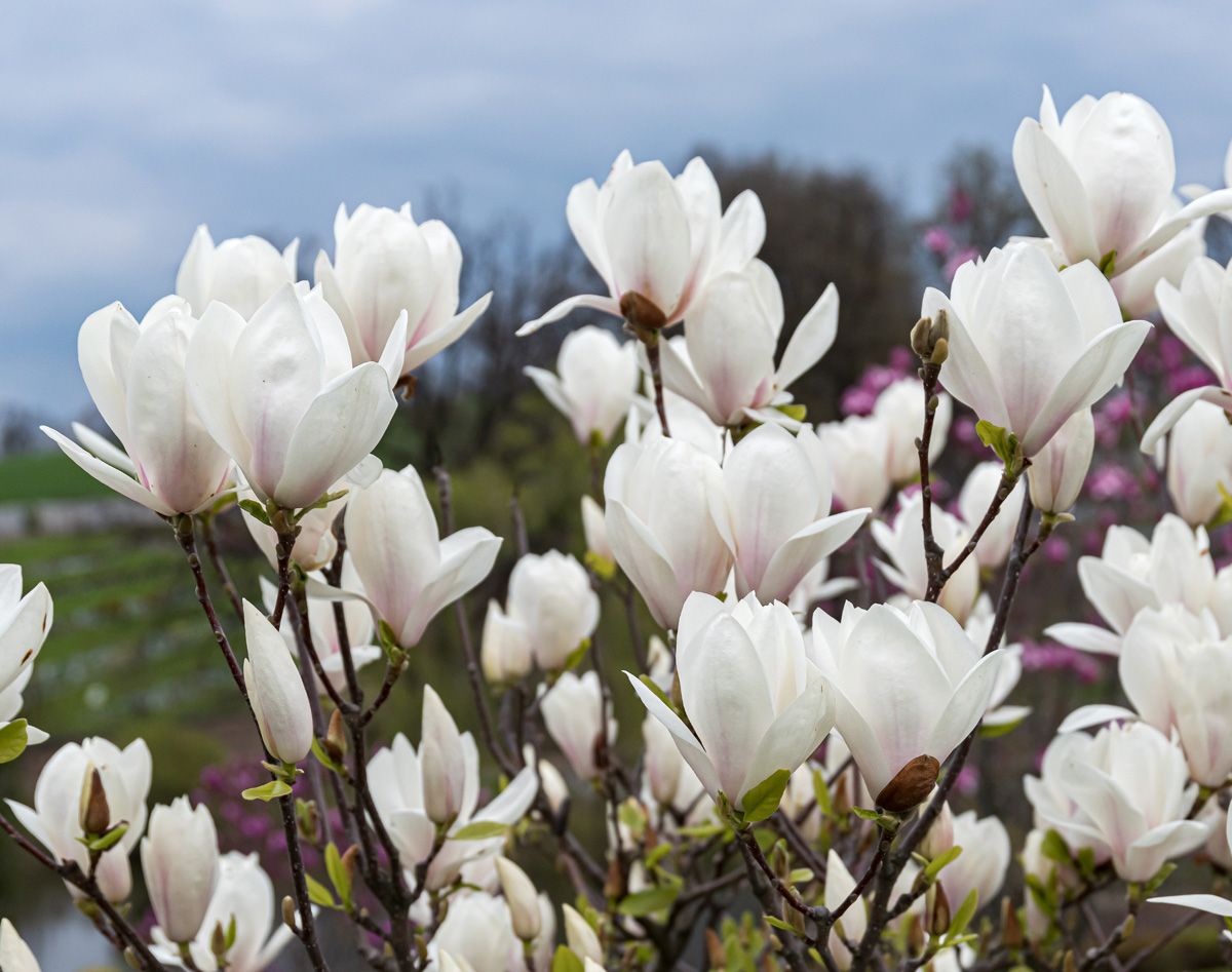 Tulpenmagnolie Alba Superba