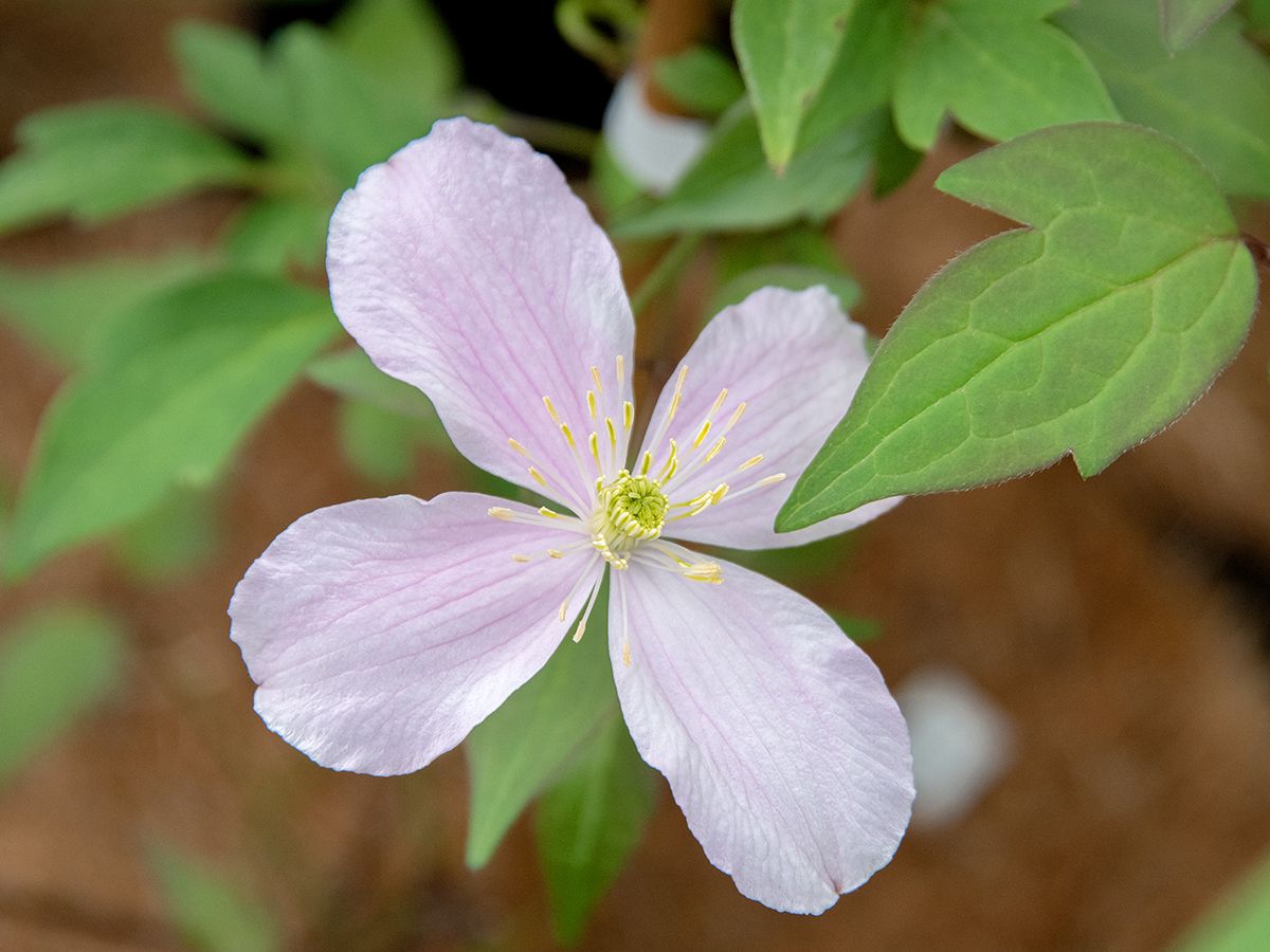 Clematis schnell wachsend