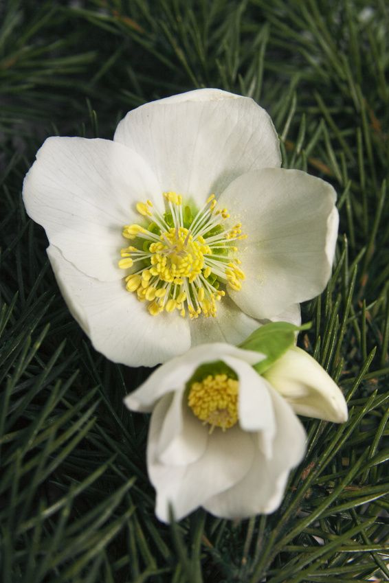 Christrose Christrose