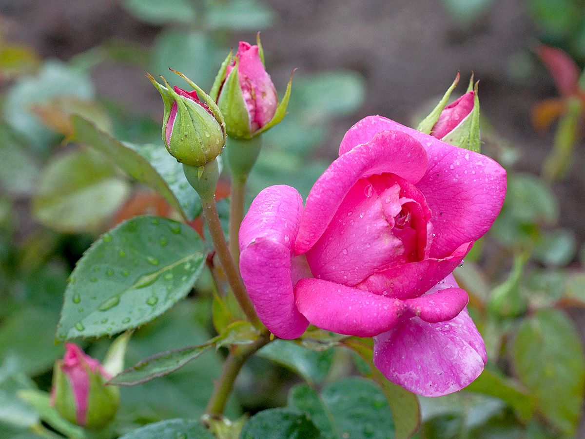 Manou Meilland® Beetrose (Floribundarose)