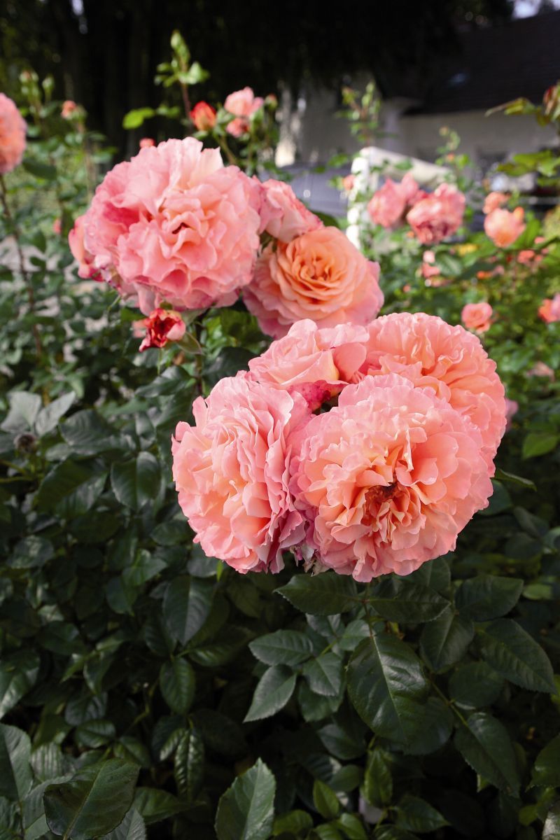 Augusta Luise® Edelrose (Teehybride, anspruchslos, sehr starker Duft)