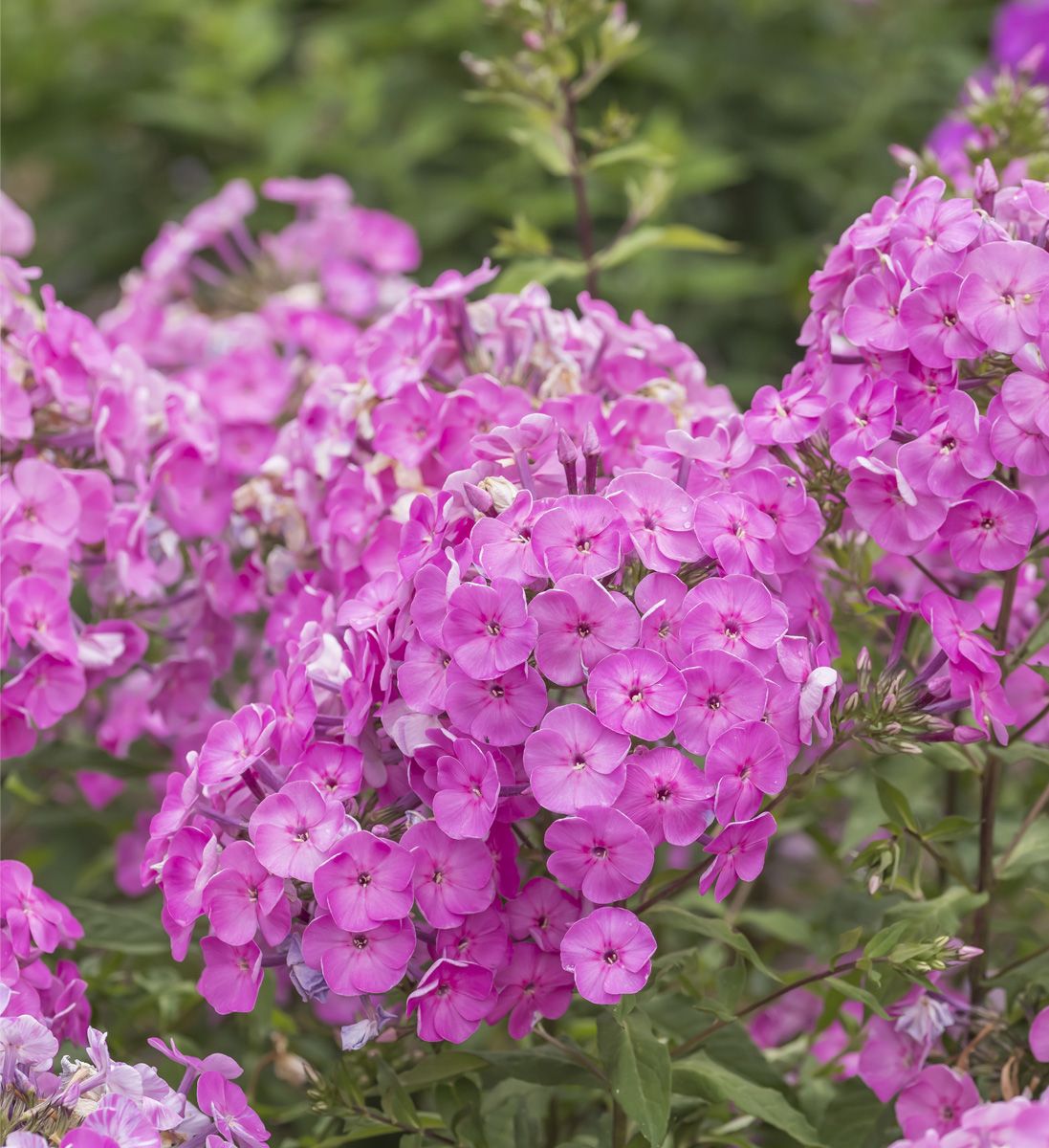 Grossblattphlox Minnehaha
