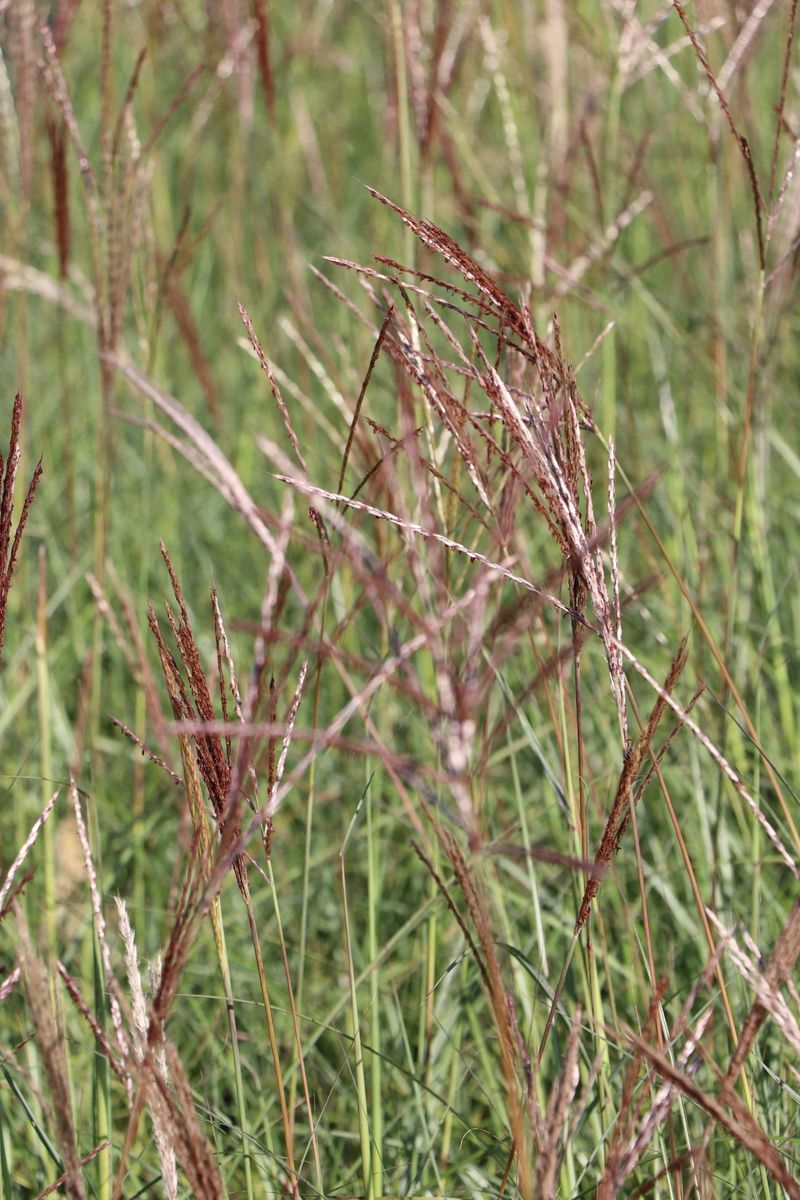 Chinaschilf Red Chief