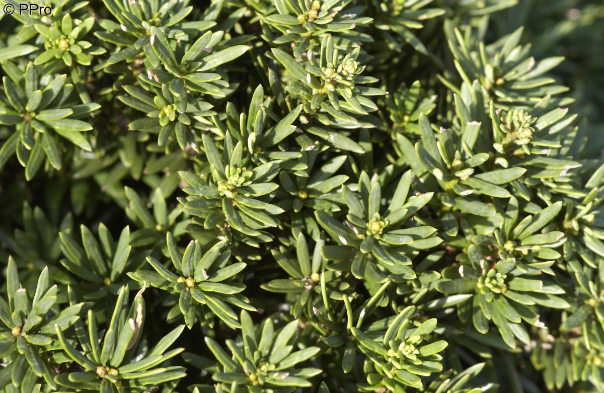 Zwergeibe Green Diamond