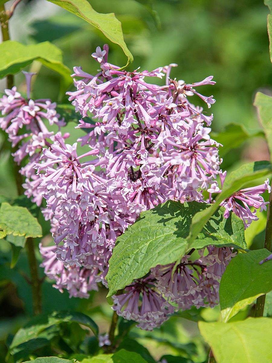 Kanadischer Flieder Redwine