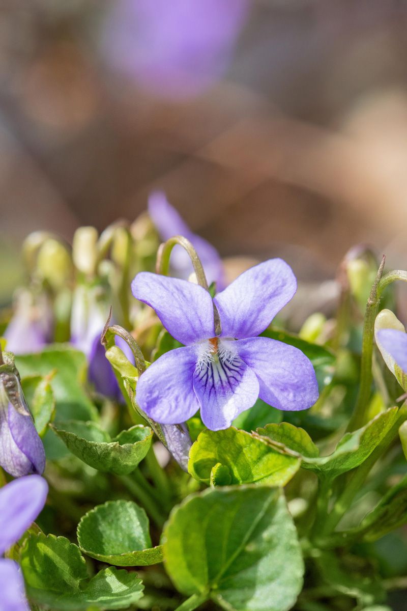 Waldveilchen