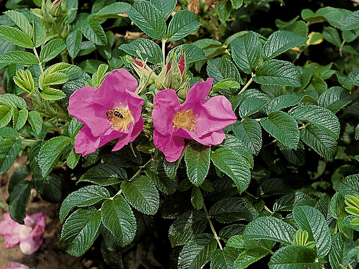 Rosa rugosa Wildrose, Kartoffelrose (anspruchslos, «Apfelrose», «Kartoffelrose»), anspruchslos, leichter Duft, Hagebutten)