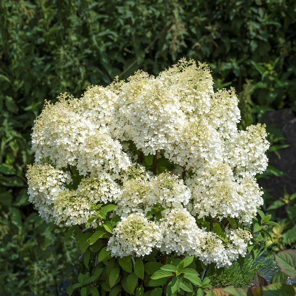 Zwergrispenhortensie Bobo® Zwergrispenhortensie Bobo®