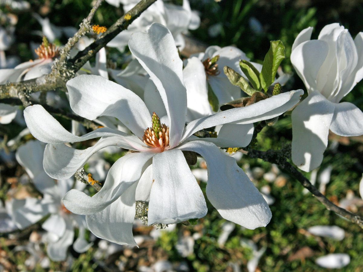 Baumartige Sternmagnolie Merrill Baumartige Sternmagnolie Merrill