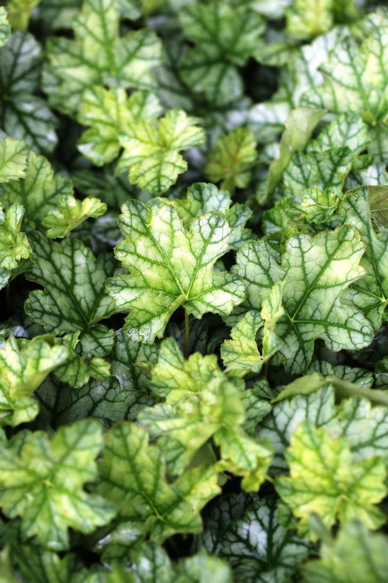 Purpurglöckchen Mint Frost Purpurglöckchen Mint Frost