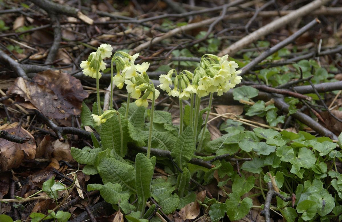 Waldschlüsselblume