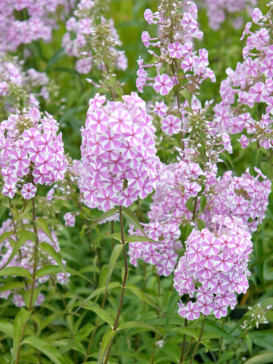 Flammenblume Natascha Flammenblume Natascha