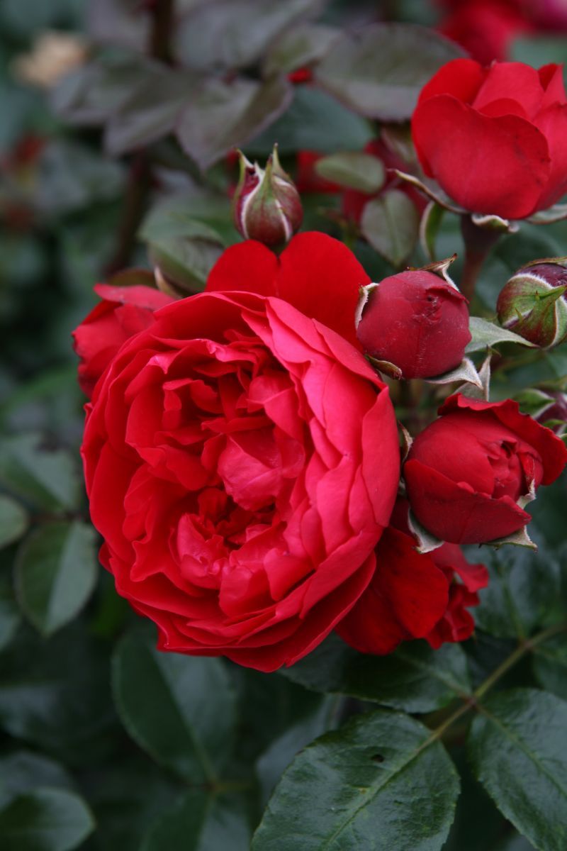 Florentina Kletterrose Florentina Kletterrose